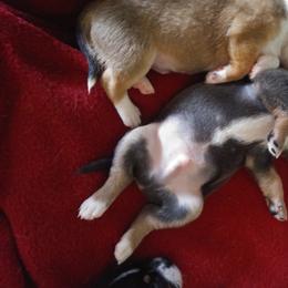 Chihuahua Puppies from Inman Fields