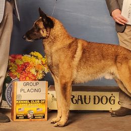 Belgian Malinois from Broadcreek