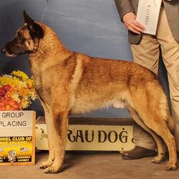 Belgian Malinois from Broadcreek