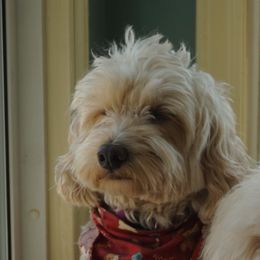 Piper - Goldendoodle