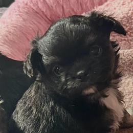 Cooper - Black and tan male Chihuahua puppy in Lake George, New York from Moonhill Chihuahuas