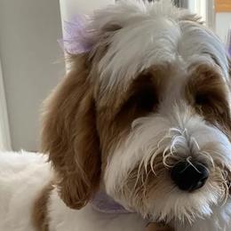 Assorted Doodle Crosses, Bernedoodles, Goldendoodles, and Labradoodles from Erica’s Doodles