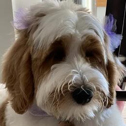 Assorted Doodle Crosses, Bernedoodles, Goldendoodles, and Labradoodles from Erica’s Doodles