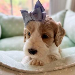 Fern - Caramel red female Australian Labradoodle puppy in Summerfield, North Carolina from Four Oaks Labradoodles