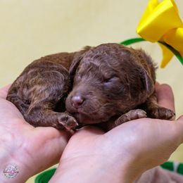Druid - Valaurah's Spirit of the Ancestors - Phantom Poodle puppy in Eugene, Oregon from Valaurah Farms