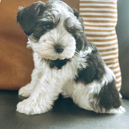 Dale - Parti male Miniature Schnauzer puppy in Cheney, Washington from Rolling Hills Schnauzers