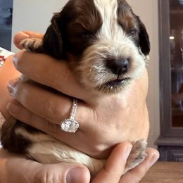 Boy 3 - Liver white and tan male English Springer Spaniel puppy in Fort Meade, Florida from Lake in the Hills Springers