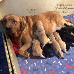 Lieutenant Light Pink - Yellow female Labrador Retriever puppy in Eaton Rapids, Michigan from Higher Ground Labradors