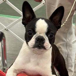 Sparky - Boston Terrier