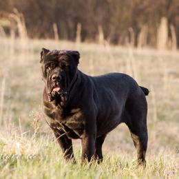 Althea  - Cane Corso