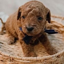 Hardy - Red  male Goldendoodle puppy in Lumberton, Mississippi from SouthernDoodlebug/ Utah Doodlebug