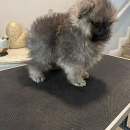 Boy 1 - Black male Pomeranian puppy in Riverside, California from Swans Nest Pomeranians (IG)