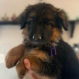 Ozara - Black and red female German Shepherd puppy in Florida from Best Shepherds