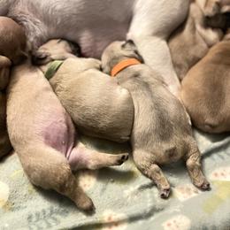 French Bulldog Puppies from White Hippo Frenchies
