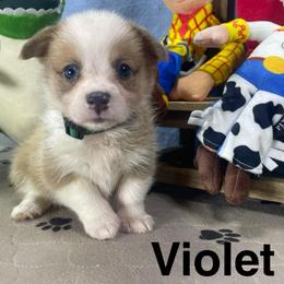 Violet - Sable female Pembroke Welsh Corgi puppy in Apison, Tennessee from Ashmore Corgis