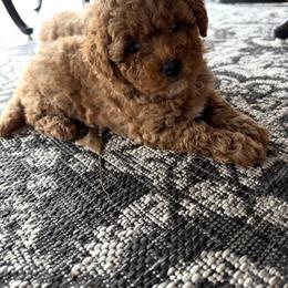 Purple - Cafe au lait female Maltipoo puppy in Union City, Tennessee from Rosie’s Maltipoo’s