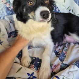 Sassy - Miniature Australian Shepherd