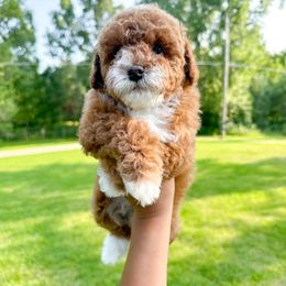 Goldendoodle and Poodle Puppies from Anytime Doodles