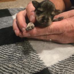 Revere - Salt and pepper male Miniature Schnauzer puppy in Dozier, Alabama from The Bearded Lady Miniature Schnauzers