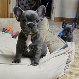 French Bulldog Puppies from Donna Johnson