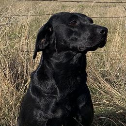 Zoey - Labrador Retriever