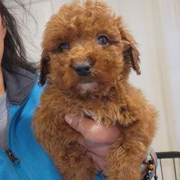 Addy - Apricot female Goldendoodle puppy in Milwaukwe, Wisconsin from Wisconsin Doodles