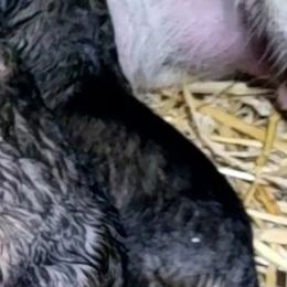 Pink collar - Sable female German Shepherd puppy in Cadet, Missouri from Working Valley Shepherds