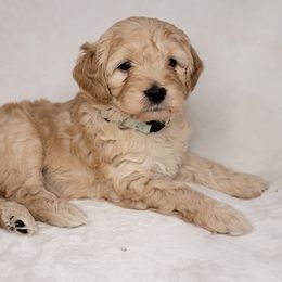 Goldendoodle Puppies from Lake Village Doodles