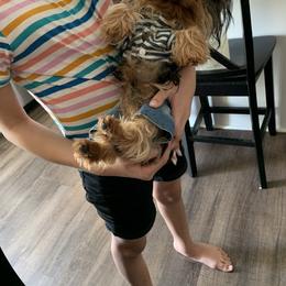 Yorkshire Terrier Puppies from Missy Lu Lap Puppies