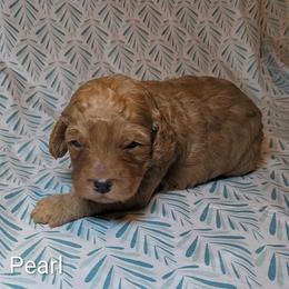 Pearl - Buff and white female Cockapoo puppy in Sunset, Louisiana from Cano Cockapoos