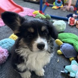 Pembroke Welsh Corgi Puppies from BriarFox Welsh Corgis