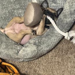Sumo fawn male - Fawn male Pug puppy in Blountsville, Alabama from Rock Springs Pugs