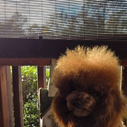 Poodle Puppies from Simply Poodle