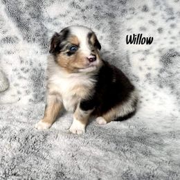 Girl 2 - Blue merle Miniature Australian Shepherd puppy in Cusick, Washington from Dry Ridge Miniature Australian Shepherds