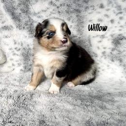 Girl 2 - Blue merle Miniature Australian Shepherd puppy in Cusick, Washington from Dry Ridge Miniature Australian Shepherds
