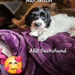 A&R Skitter - Dachshund