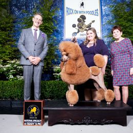 Dani - Poodle