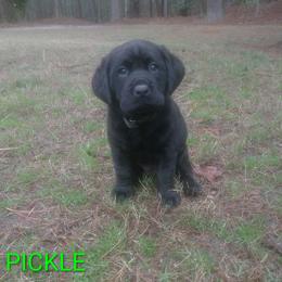 Pickle - Black male Labrador Retriever puppy in Prince George, Virginia from Kingdom Kenelz Labradors