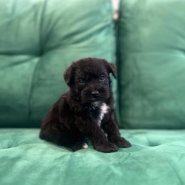 Girl 1 - Black female Miniature Schnauzer puppy in El Reno, Oklahoma from Shannon's Miniature Schnauzers