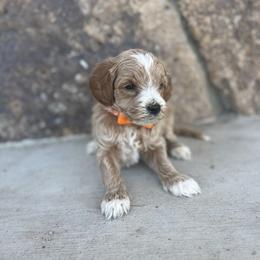 Orange - Parti male Goldendoodle puppy in Casper, Wyoming from 307 Doodles