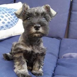 Miniature Schnauzers from Perfect Puppies