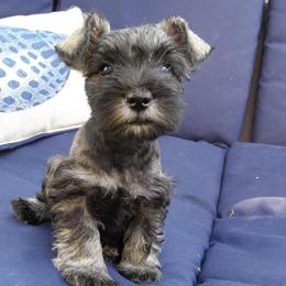 Miniature Schnauzers from Perfect Puppies