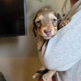 Stone - Cream male Dachshund puppy in Grants Pass, Oregon from Redwood Dachshunds