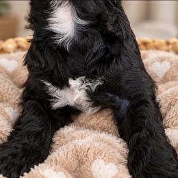 Kringle - Black male Cavapoo puppy in Fordland, Missouri from K&K's Puppy Kingdom