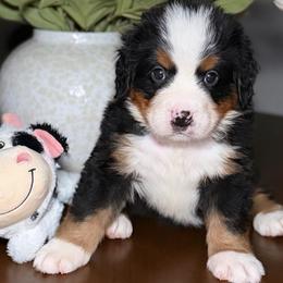 Donny domino - Tri-color male Bernese Mountain Dog puppy in Yuciapa, California from AlltheDoodlez_