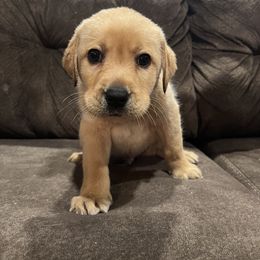 Labrador Retriever and Pembroke Welsh Corgi Puppies from Burress Family Farm and Kennels