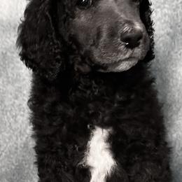 Poodle Puppies from Deblyns Poodles