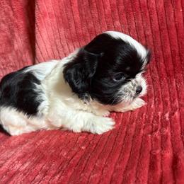 Tyler - Black and white male Shih Tzu puppy in Bradley, South Carolina from Katie’s Kennel