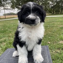 Aussiedoodles and Poodles from Perfect Paws Puppies