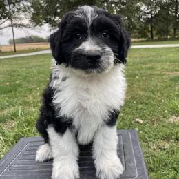 Aussiedoodles and Poodles from Perfect Paws Puppies